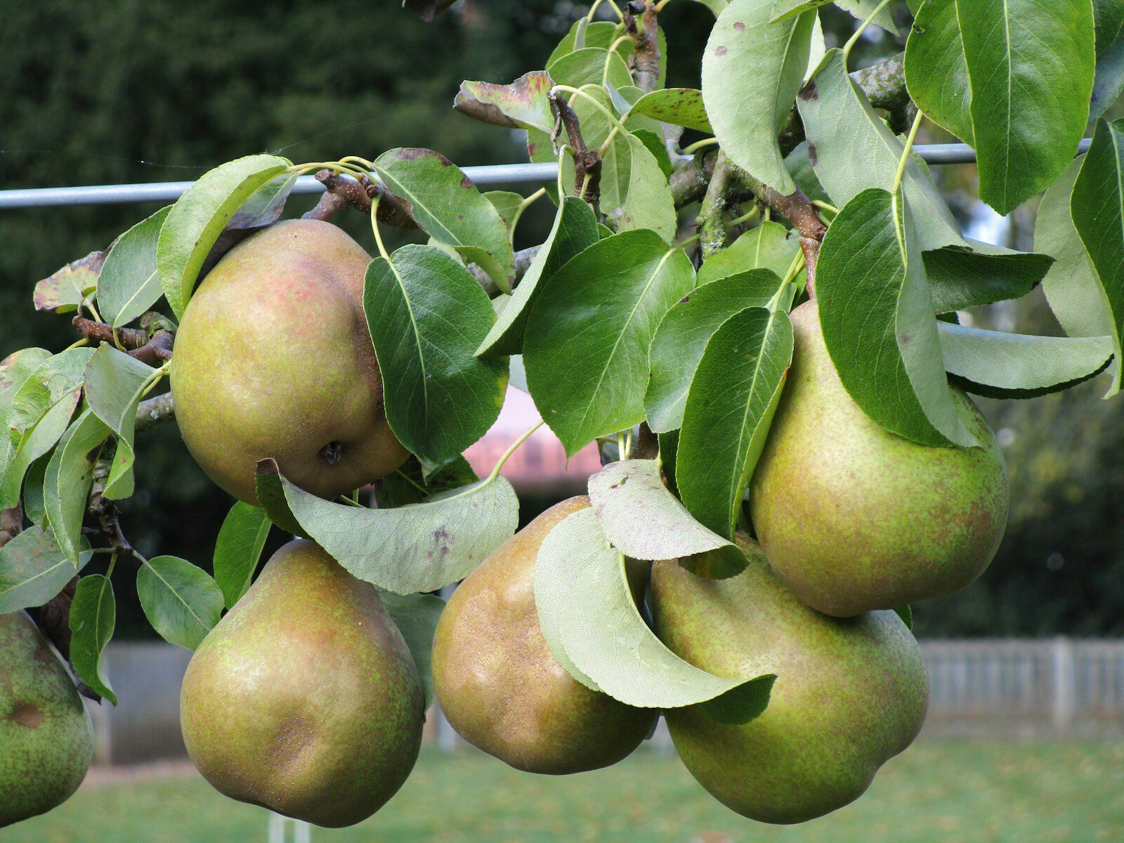 a bunch of apples on a tree